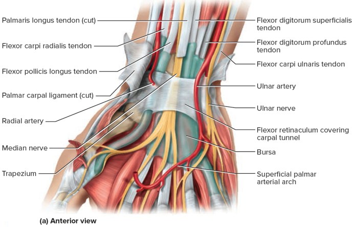 Pictures Of Carpals Carpal tunnel risk of stiff heart syndrome
