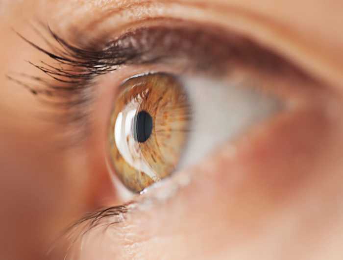 Human eye - Wikiwand Vitamins and minerals for eye health