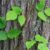 Poison Ivy vs Poison Oak A Deep Dive