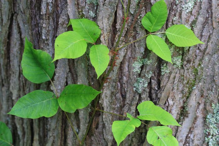 Poison Ivy vs Poison Oak A Deep Dive
