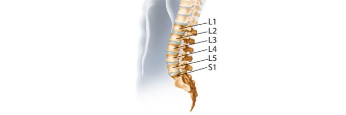 The lumbosacral joint or l5 s1