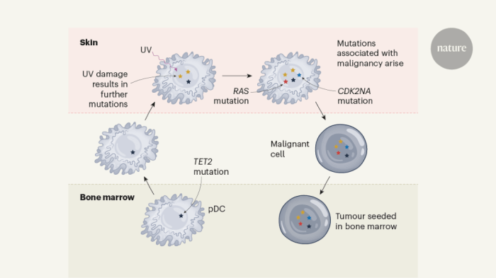 What are precancerous cells