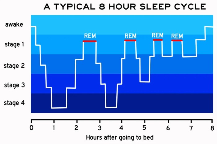 The stages of sleep
