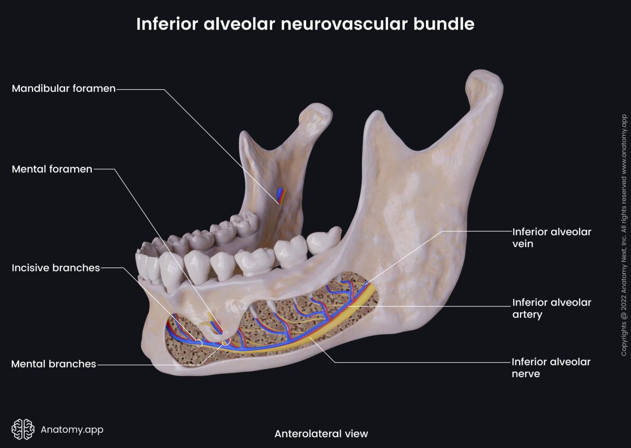 Nerve supply for all teeth dental surgery local anesthesia | Dental ... Inferior alveolar nerve anatomy