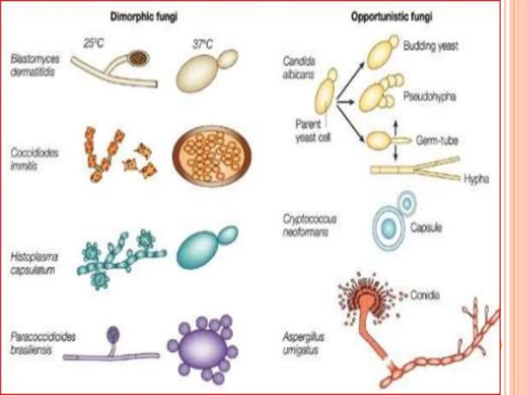 Fungal infection in lungs or cancer