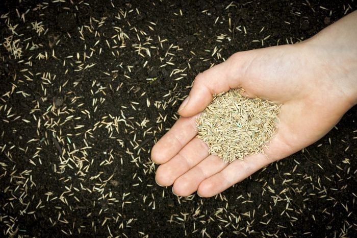 Are Seed Oils Bad for You? A Deep Dive