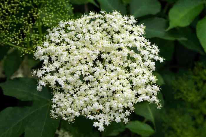 Elderberry juice weight loss cold and flu