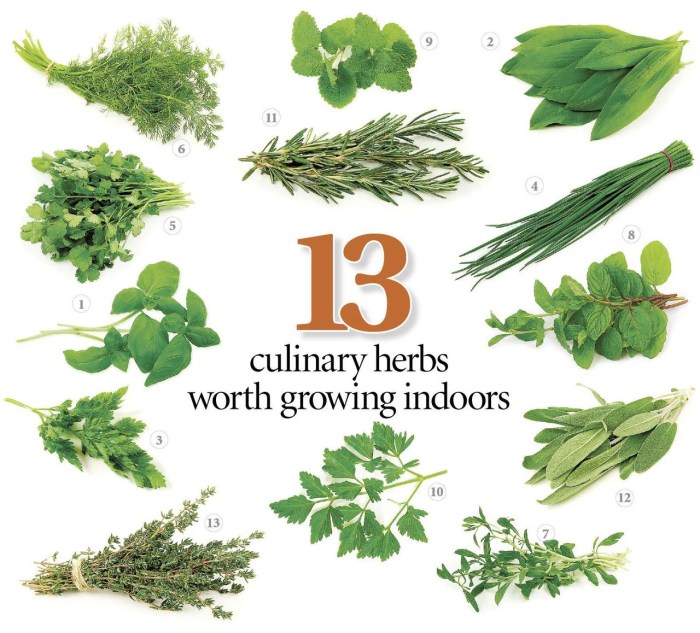 10 Easy Herbs to Grow With Little Maintenance Herbs for an enlarged prostate