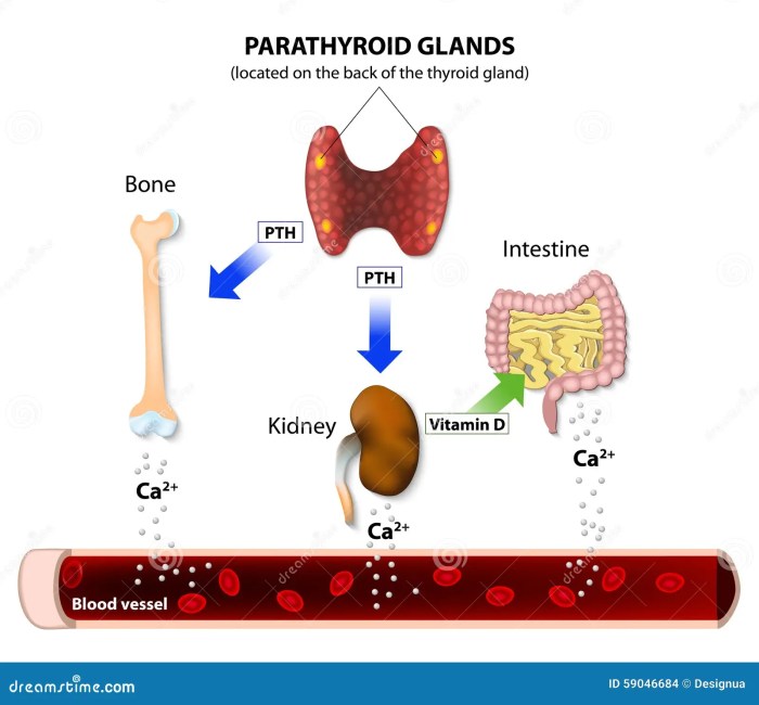Parathyroid Hormone Blood Test A Comprehensive Guide