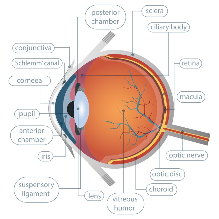 Eye Drops for Cataracts A Comprehensive Guide