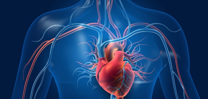 The Cardiovascular System | Kinnu Cardiovascular exercise and diabetes