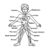 What is the Human Lifespan A Comprehensive Overview