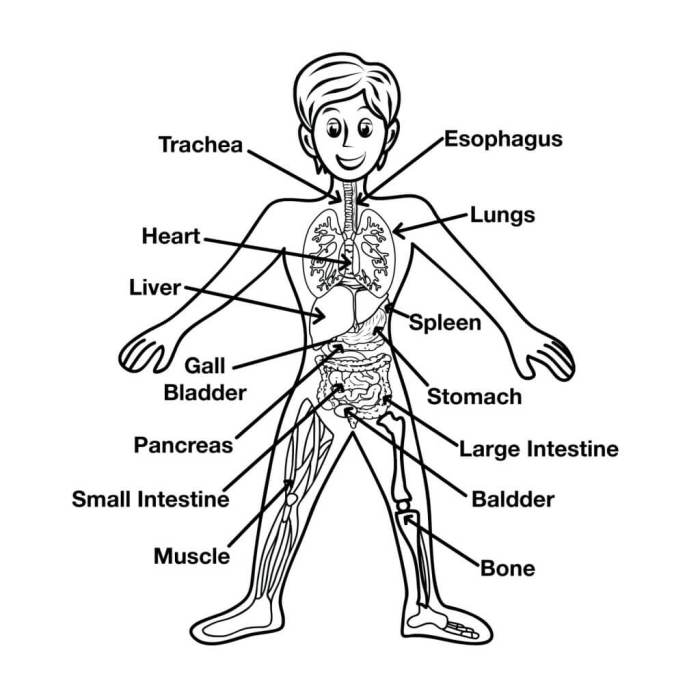 1.2: Structural Organization of the Human Body - Humanities LibreTexts What is the human life span