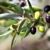 Olive Oil Skin Benefits A Deep Dive