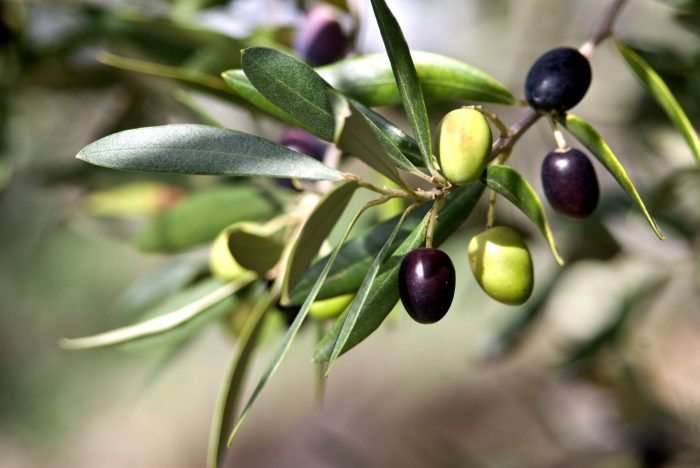 Olive Oil Skin Benefits A Deep Dive