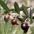 Olive Oil for Pain Relief A Natural Approach
