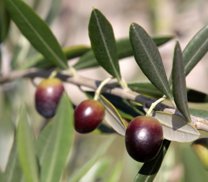 Olive oil for pain relief