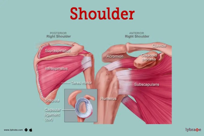 Basic Shoulder Anatomy | Shoulder Pain Info Slap tear of the shoulder