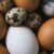 Egg Yolk Alzheimers Risk Prevention