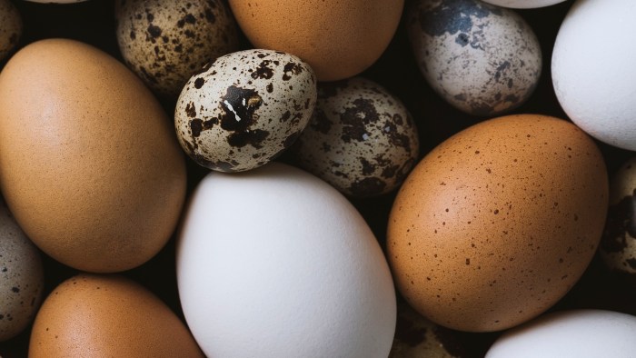 Egg Yolk Alzheimers Risk Prevention