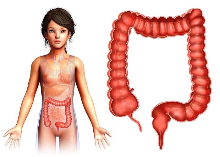 What Does the Large Intestine Do? | Large Intestine Function Facts about your colon