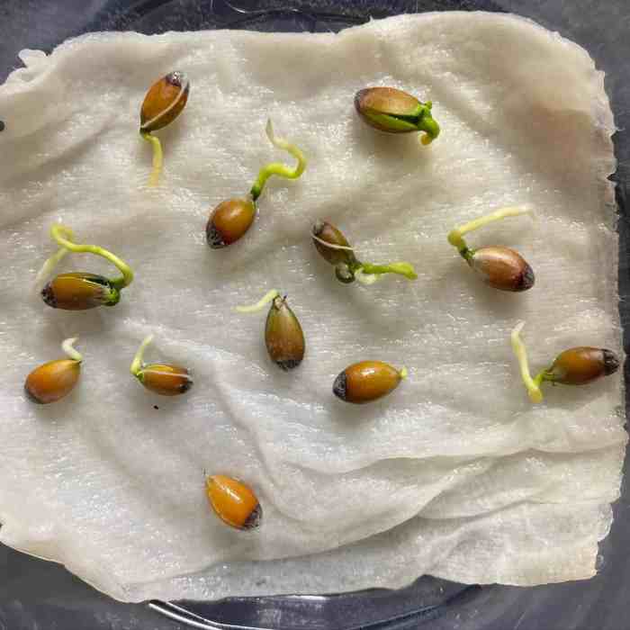 Are seed oils bad for you