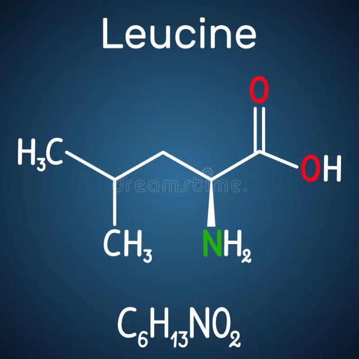 Leucine uses benefits side effects dosage