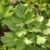 Lovage Benefits Side Effects, Dosage, Interactions