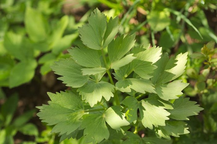 Lovage Benefits Side Effects, Dosage, Interactions