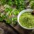Moringa Uses, Benefits, and Beyond