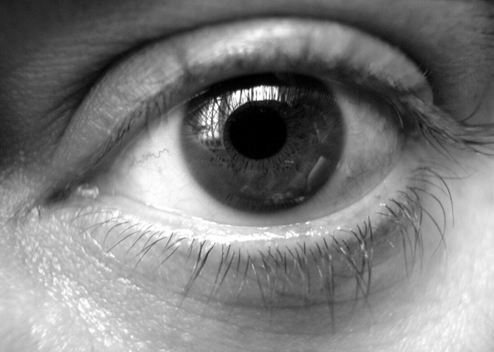 Human Eye Free Stock Photo - Public Domain Pictures What does an eye doctor do