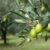 Olive Oil and Dementia Risk Study Exploring the Link