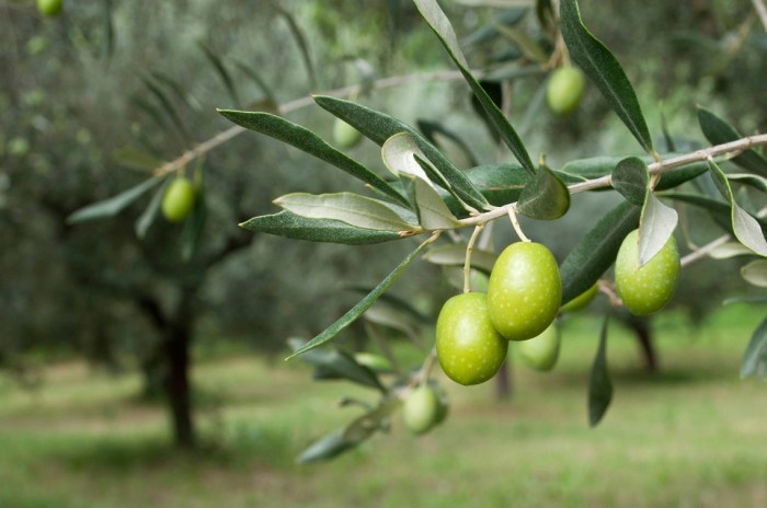 Olive Oil and Dementia Risk Study Exploring the Link