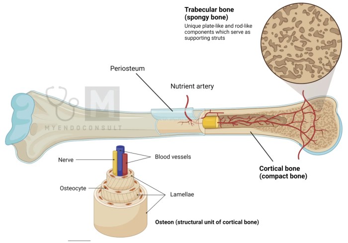 What is bone marrow edema