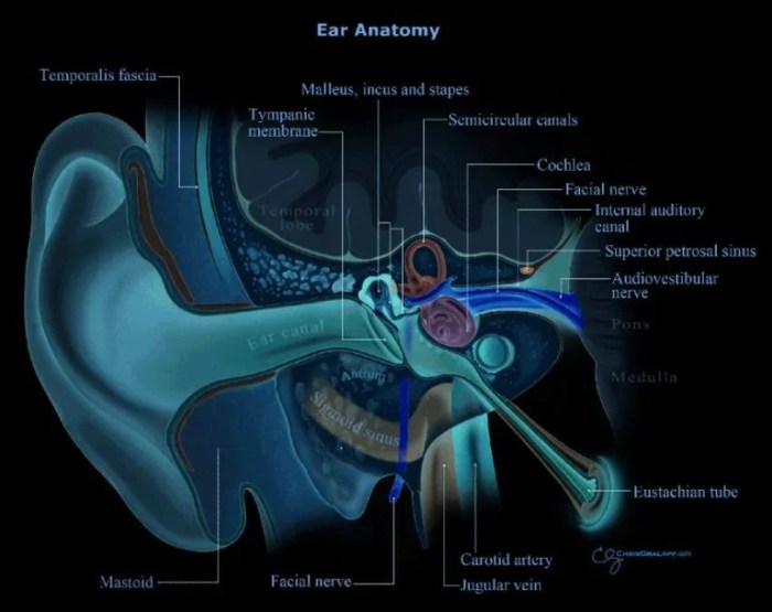 Patulous eustachian tube - Dr Sanu P Moideen What is patulous eustachian tube