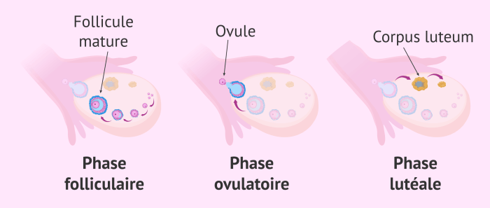 Quand commence l'ovulation et quels sont les symptômes Ovulation kit tips for pcos patients