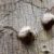 The Benefits of Prickly Ash A Deep Dive