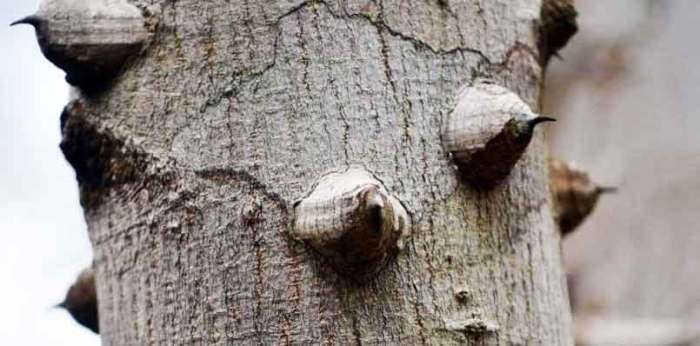 Common Prickly Ash – Friends of the Fort Worth Nature Center The benefits of prickly ash