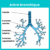 Bronchioles Anatomy Function and Diseases A Deep Dive