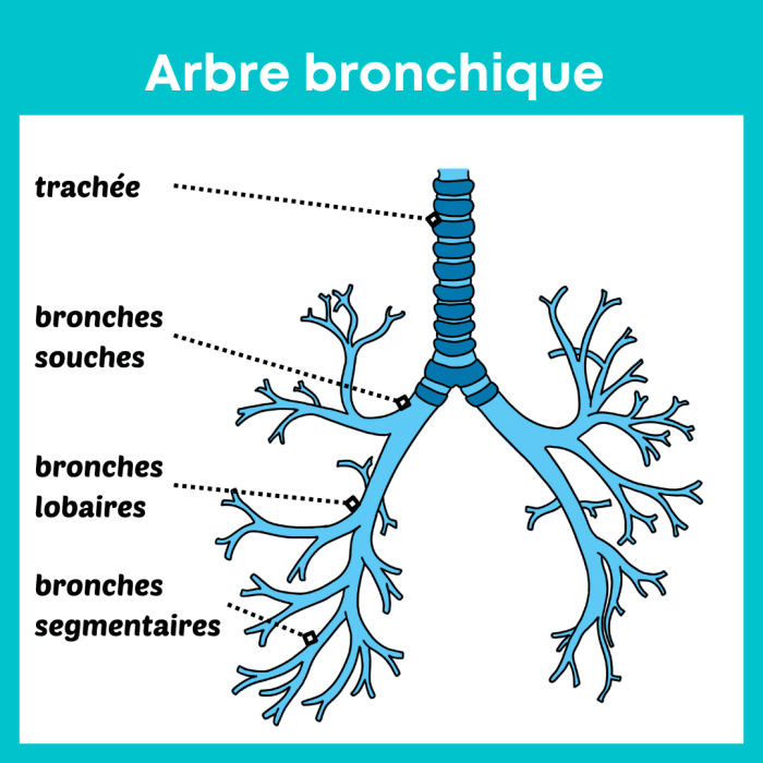 Bronchioles anatomy function and diseases