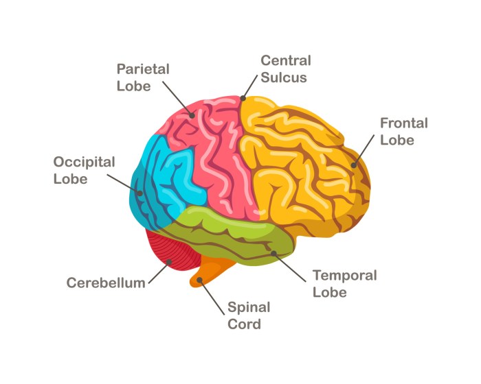 Brain Fog with Rheumatoid Arthritis Understanding the Connection