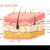 The Hypodermis Skins Deepest Layer