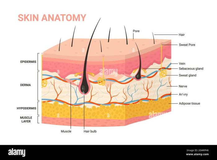The Hypodermis Skins Deepest Layer