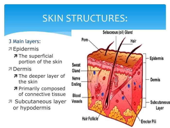 PPT - Basic Skin Structure PowerPoint Presentation, free download - ID:6099891 Yeast infection on skin