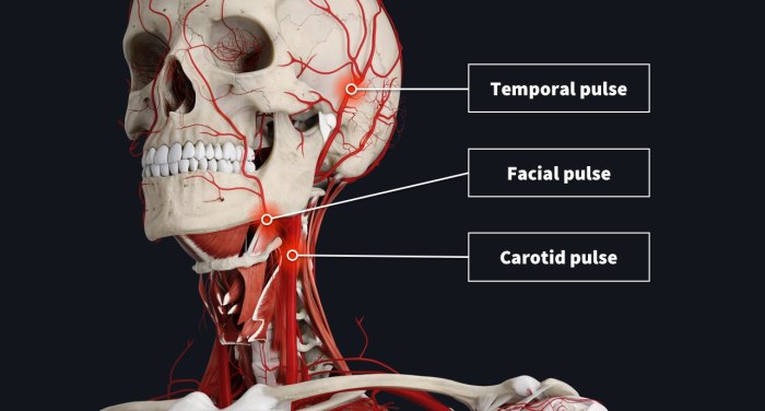 The anatomy of your pulse | Complete Anatomy Pulse oximeter racial bias