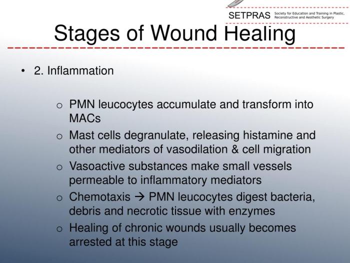 Stages of wound healing