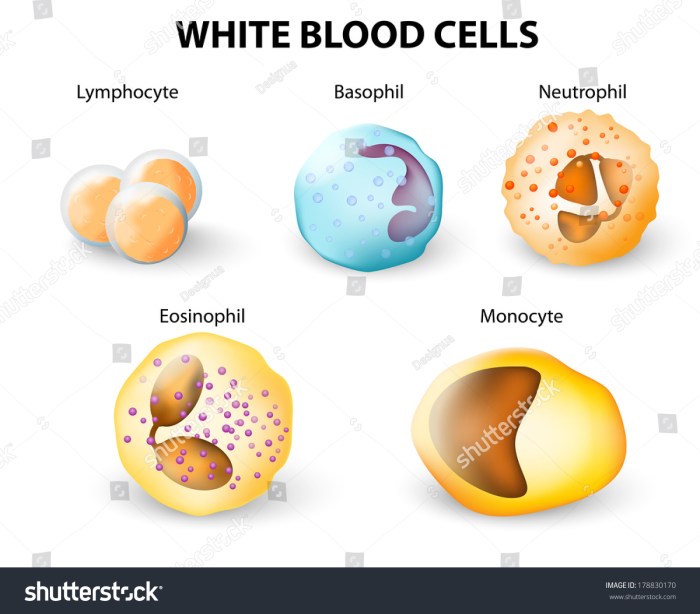 What does high neutrophils low lymphocytes mean