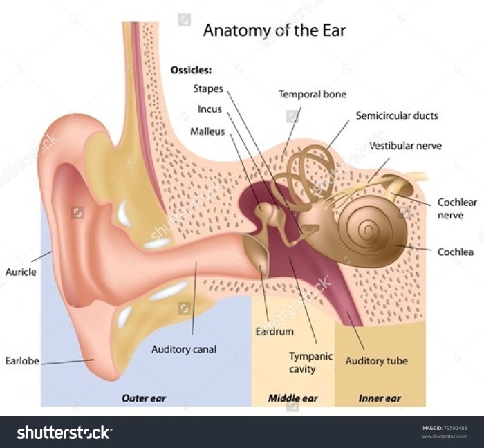 Ear mites in humans