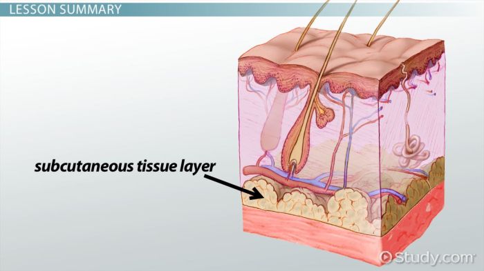 The hypodermis is the lowermost layer of skin