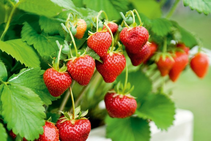 Farmer's Daughter: Strawberries and GMO labeling debate | AGDAILY Are strawberries good for you